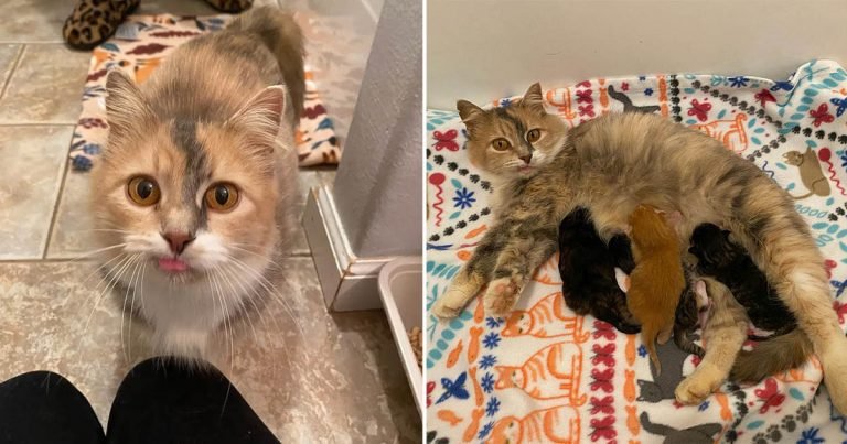 Gatita está feliz de encontrar ayuda