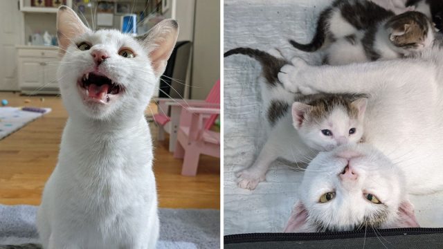 Gatita feliz encontrar familia perfecta cuidar gatitos