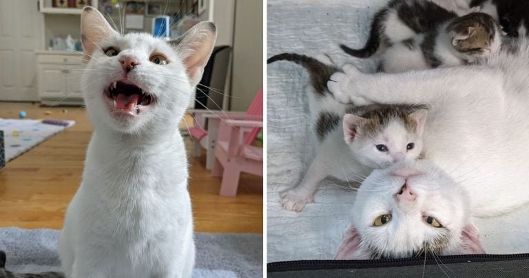 Gatita feliz encontrar familia perfecta cuidar gatitos