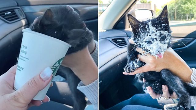 Gatita se emociona cuando visita Starbucks