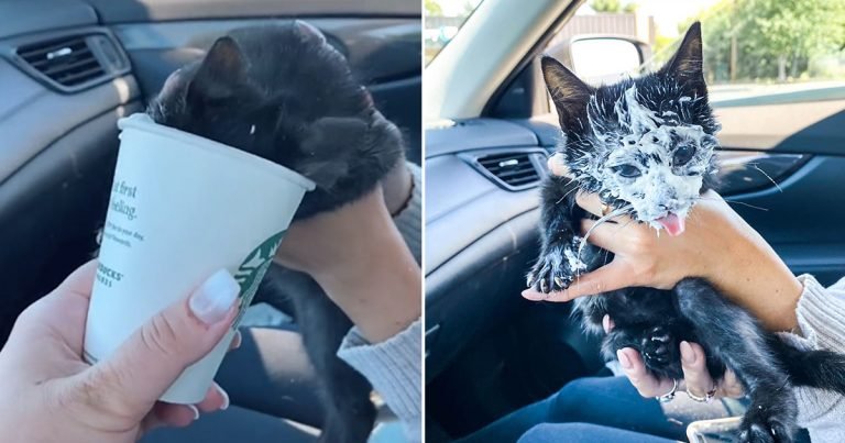 Gatita se emociona cuando visita Starbucks
