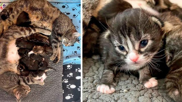 Dos gatas abrazadas juntos a sus 2 camadas de gatitos