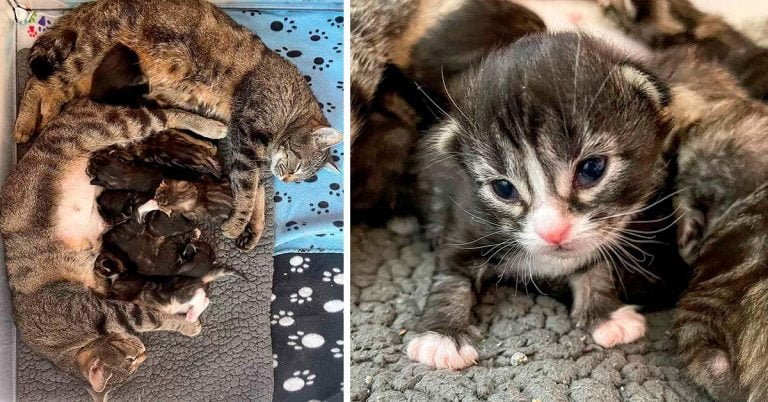 Dos gatas abrazadas juntos a sus 2 camadas de gatitos