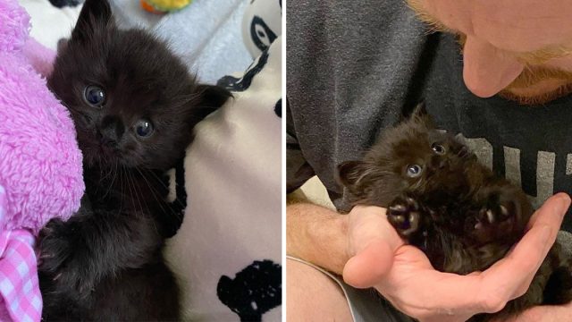 Gatito encontrado solo feliz familia