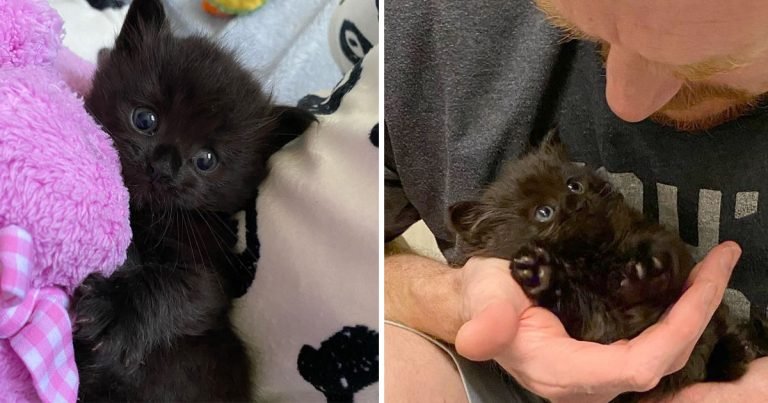 Gatito encontrado solo feliz familia