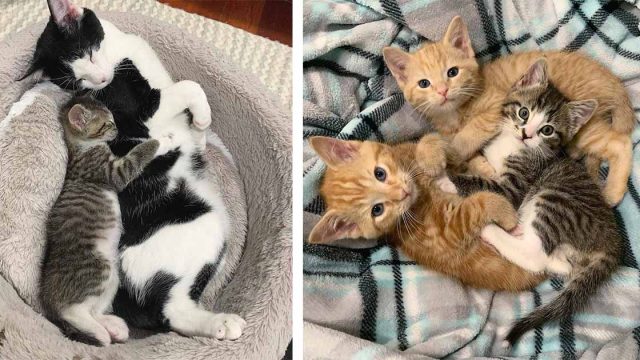 Gatito huérfano sale adelante con la ayuda de otros gatos después de ser encontrado