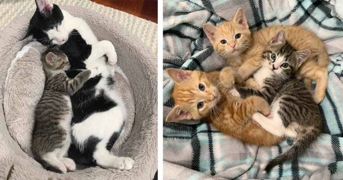 Gatito huérfano sale adelante con la ayuda de otros gatos después de ser encontrado