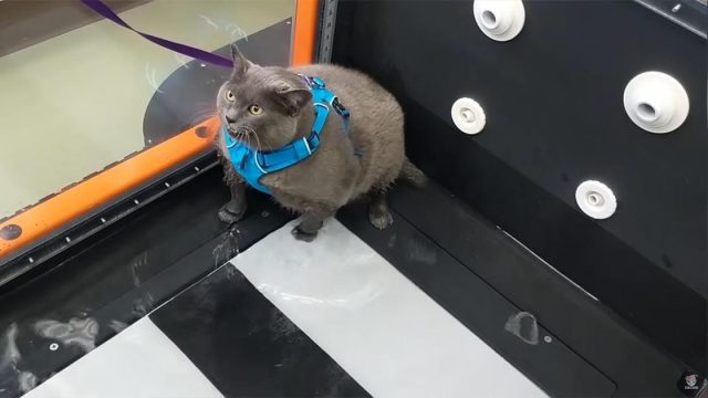 Gatito obeso está molesto y no duda en quejarse durante la fisioterapia