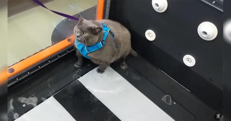 Gatito obeso está molesto y no duda en quejarse durante la fisioterapia