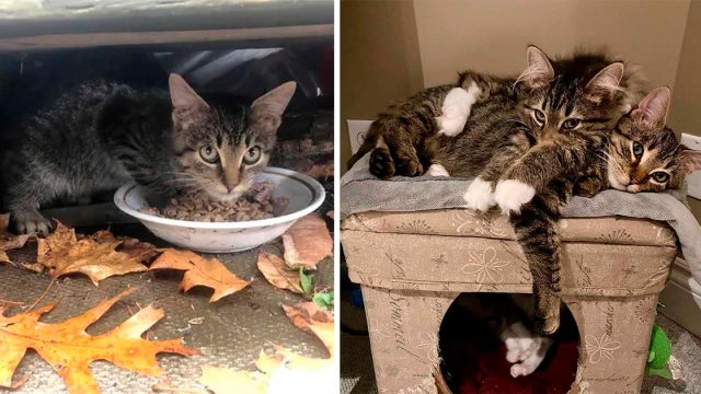 Gatito rescatado sale adelante con ayuda de otro gato que necesitaba un amigo