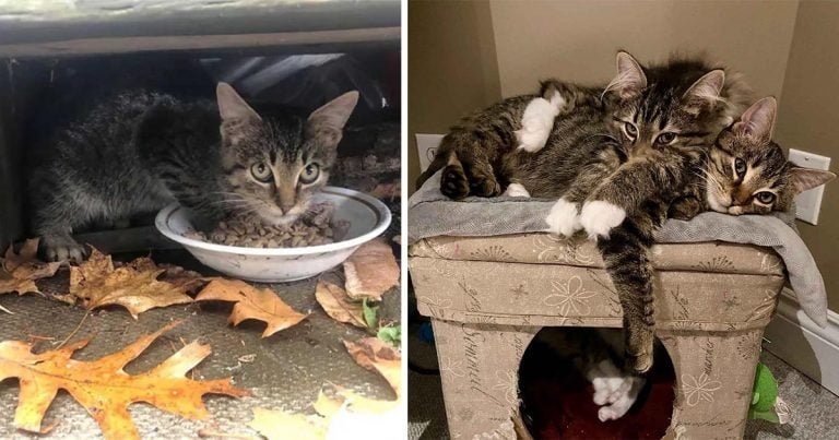 Gatito rescatado sale adelante con ayuda de otro gato que necesitaba un amigo