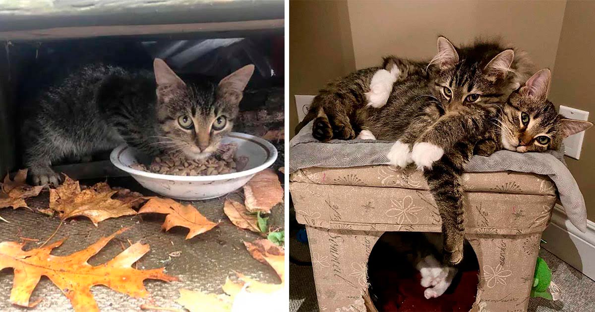Gatito rescatado sale adelante con ayuda de otro gato que necesitaba un amigo
