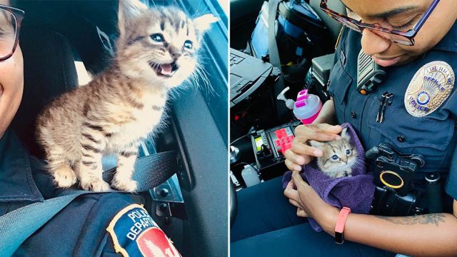 Gatito salvado por policía consigue trabajo