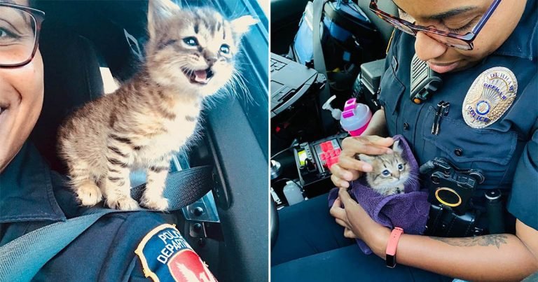 Gatito salvado por policía consigue trabajo