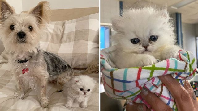 Gatito tres patas gana corazon veterinario salvo