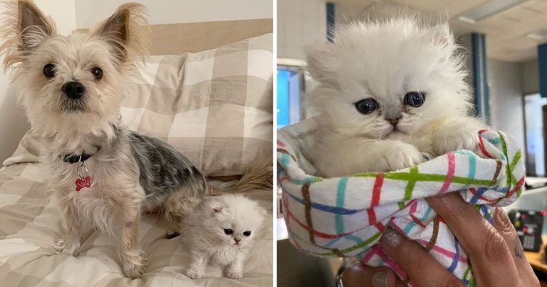 Gatito tres patas gana corazon veterinario salvo