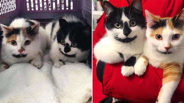 Gatitos con lindas marcas nunca se separan