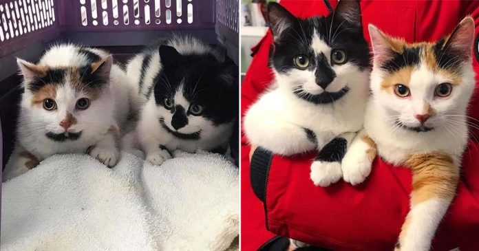 Gatitos con lindas marcas nunca se separan