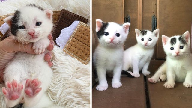Gatitos lindas marcas ganan corazones
