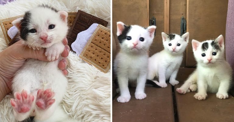Gatitos lindas marcas ganan corazones