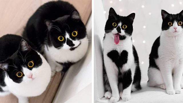 Estos gatitos tienen la cara más expresiva de Internet