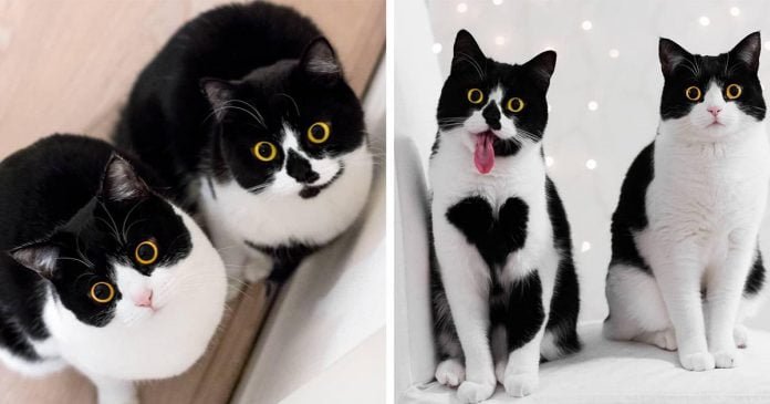 Estos gatitos tienen la cara más expresiva de Internet