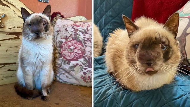 Gato con la cara más dulce está feliz de estar recuperándose después de ser abandonado