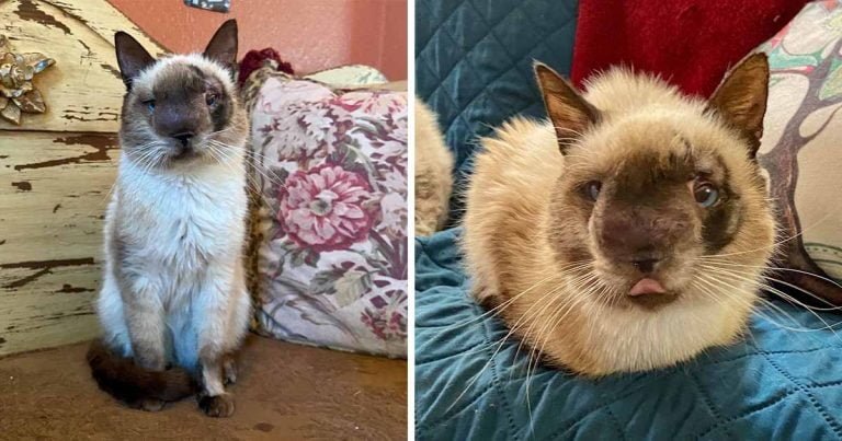 Gato con la cara más dulce está feliz de estar recuperándose después de ser abandonado