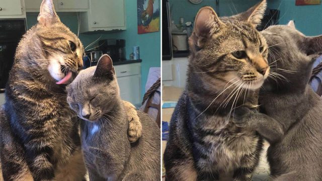 Gato tímido se abre por completo