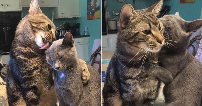 Gato tímido se abre por completo