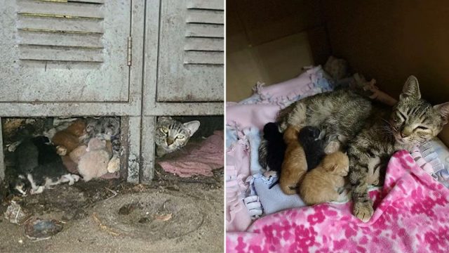 Hombre se hizo cargo de almacén con gatos