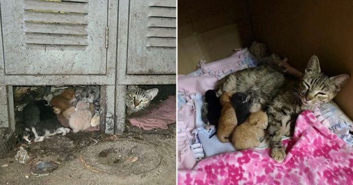 Hombre se hizo cargo de almacén con gatos