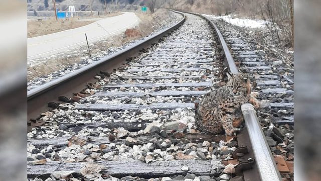 Lince es encontrado congelado en las vías del tren durante el clima frío