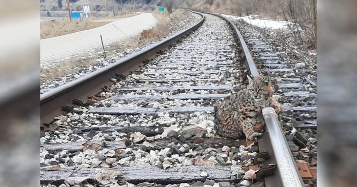 Lince es encontrado congelado en las vías del tren durante el clima frío