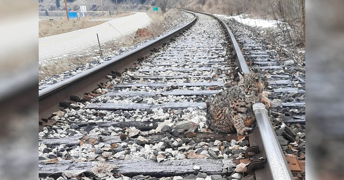 Lince es encontrado congelado en las vías del tren durante el clima frío