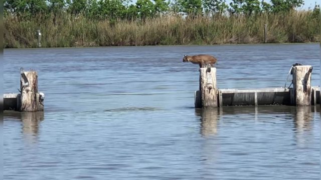 Lince realizó un salto increíblemente largo sin esfuerzo