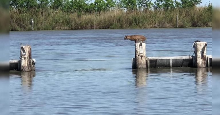 Lince realizó un salto increíblemente largo sin esfuerzo