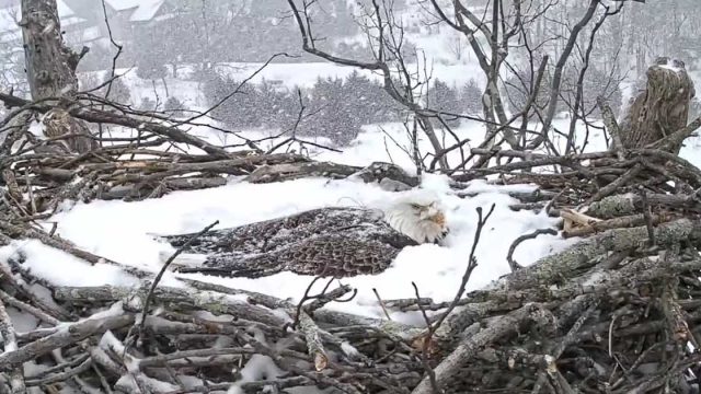 Madre águila protege su nido incluso cuando está cubierto de nieve