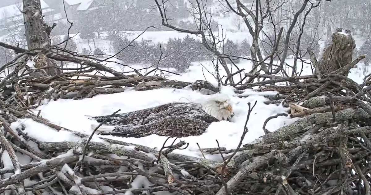 Madre águila protege su nido incluso cuando está cubierto de nieve