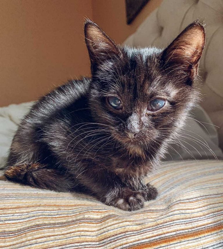 Los Gatitos Extrañan A Sus Hermanos