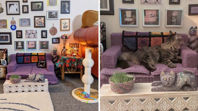 Mujer crea sala estar gatitas