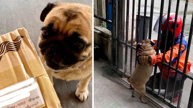 Mujer ordena paquetes adicionales para que su perro pueda ver a su repartidor favorito