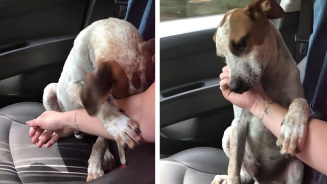 Mujer rescata a un perrito y este le toma la mano en muestra de agradecimiento