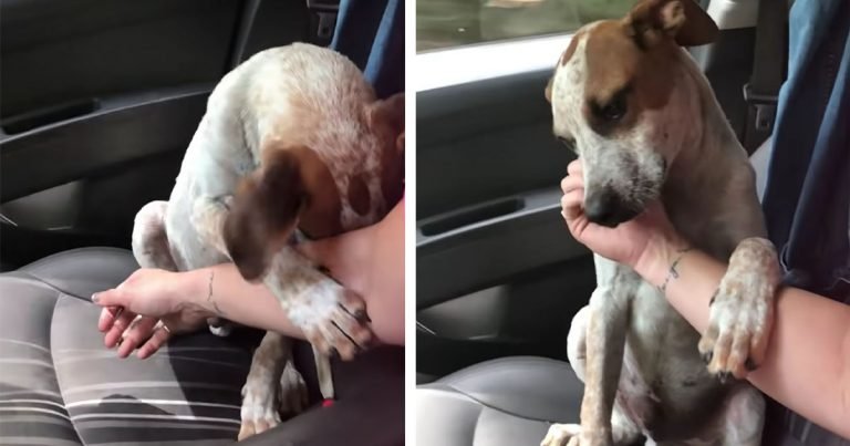 Mujer rescata a un perrito y este le toma la mano en muestra de agradecimiento