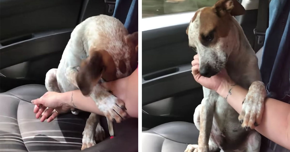 Mujer rescata a un perrito y este le toma la mano en muestra de agradecimiento