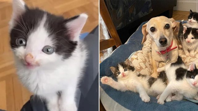 Mujer trae gatitos encontrados a casa