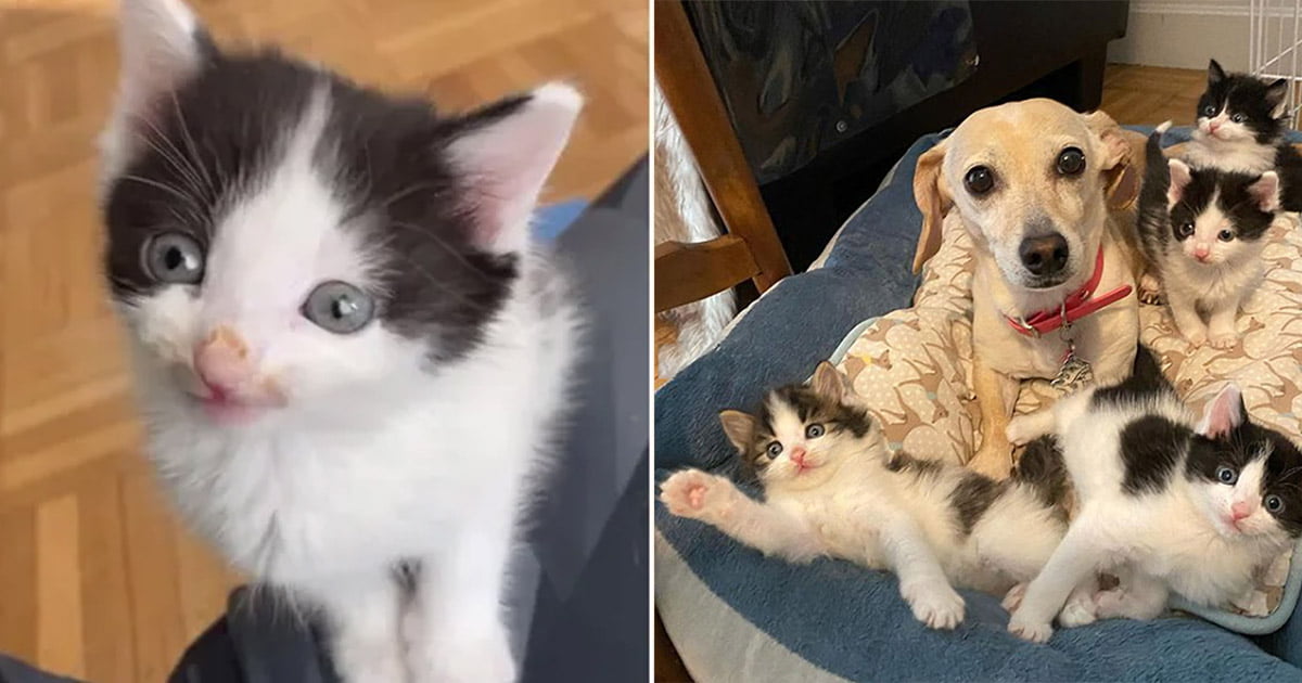 Mujer trae gatitos encontrados a casa