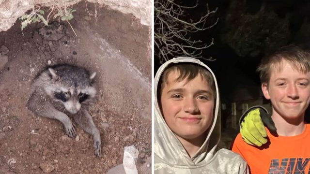 Niños bondadosos rescate mapache enterrado