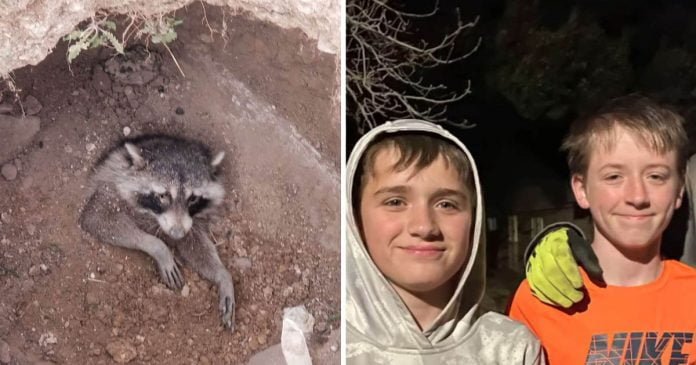 Niños bondadosos rescate mapache enterrado