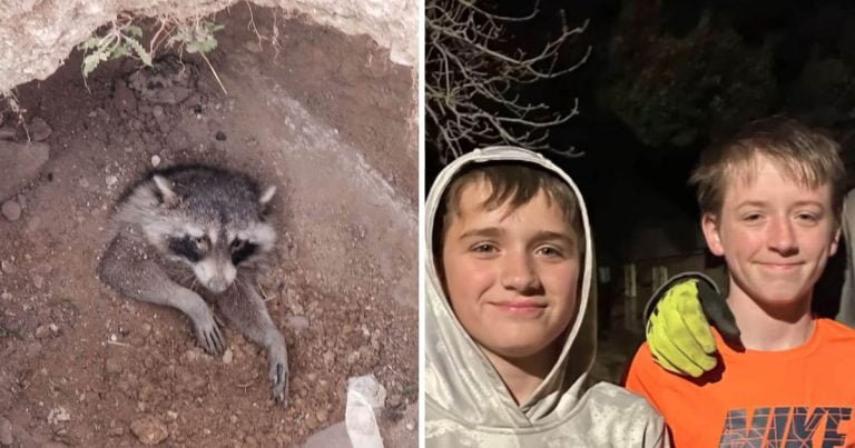 Niños bondadosos rescate mapache enterrado